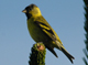 link to siskin